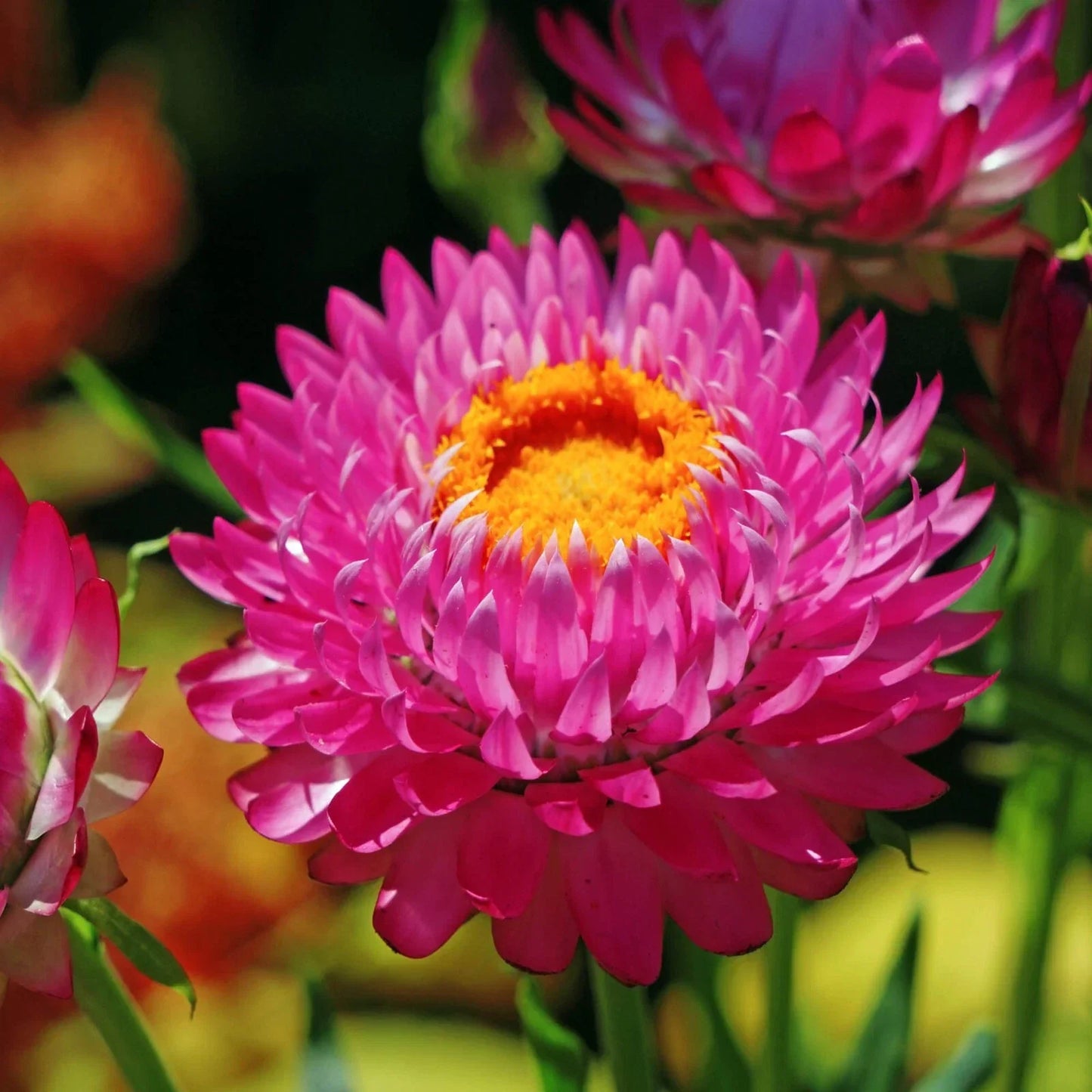 Purple Red Strawflower Seeds | Heirloom Non-GMO Helichrysum bracteatum for Garden, Floral Displays