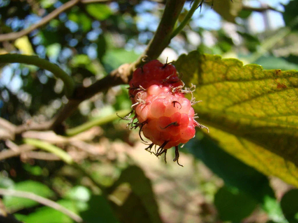 American Mulberry Seeds Morus rubra for Planting, Red Mulberry Tree, Fruit, Wildlife Attraction, 50 Seeds