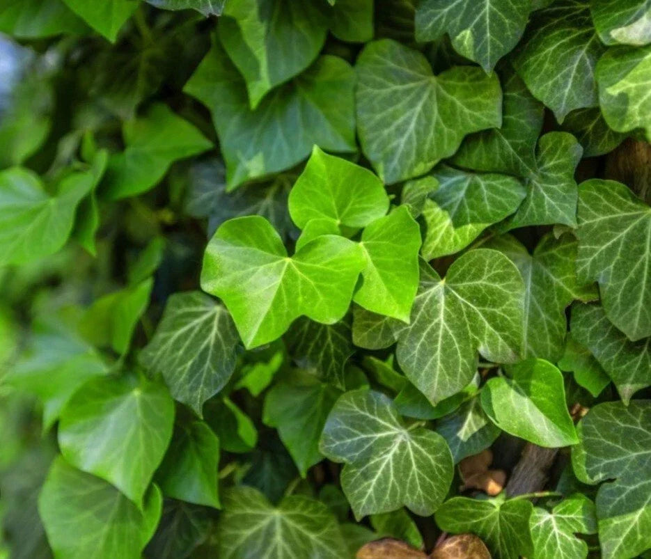 English Ivy Cuttings - 15 Unrooted Hedera helix for Privacy Screens, Fast Growing Vines, Outdoor Garden Decor