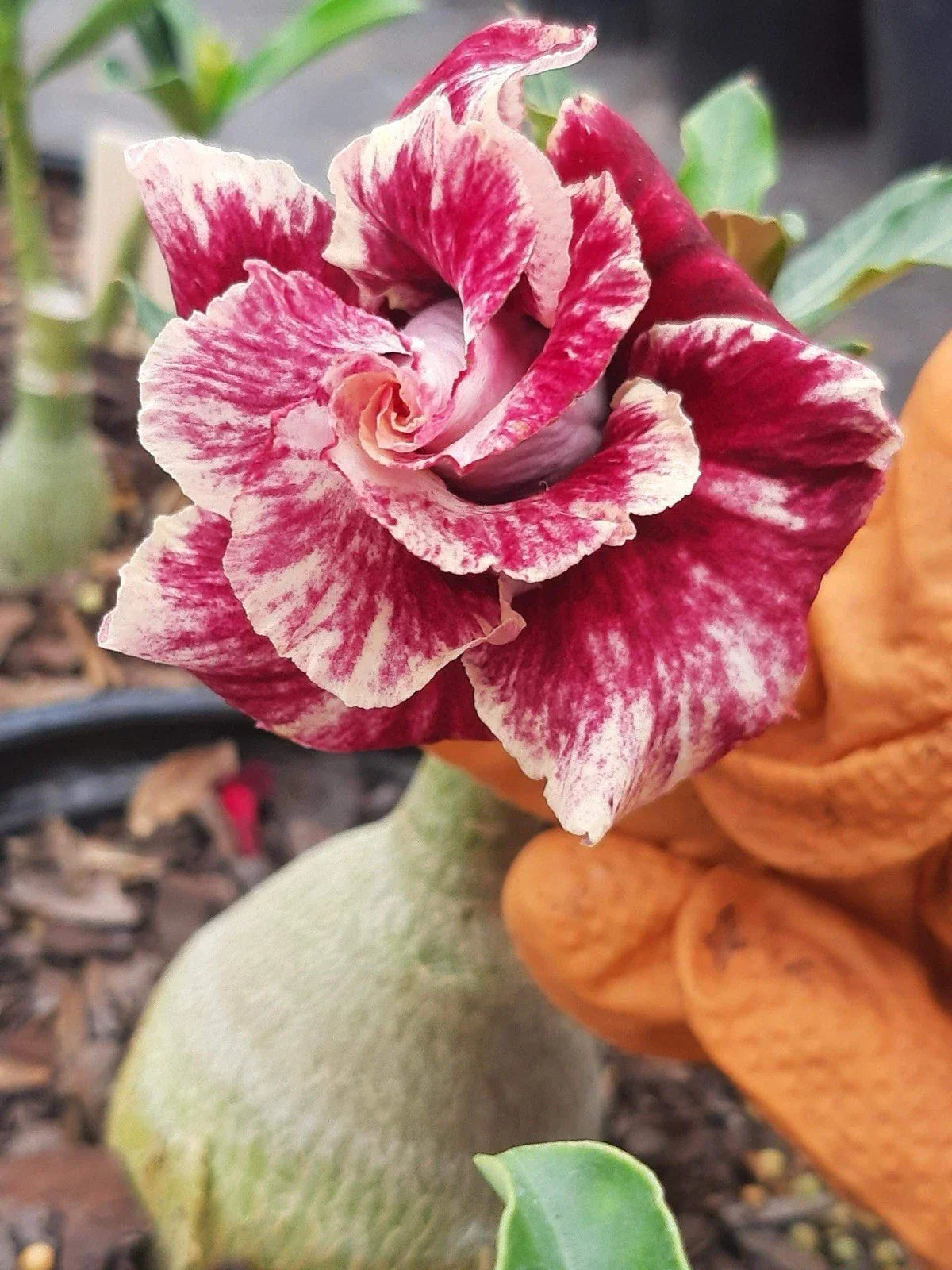 Desert Rose Plant - 1-2 Feet - Double Petals - Adenium obesum - 1 Gallon Pot