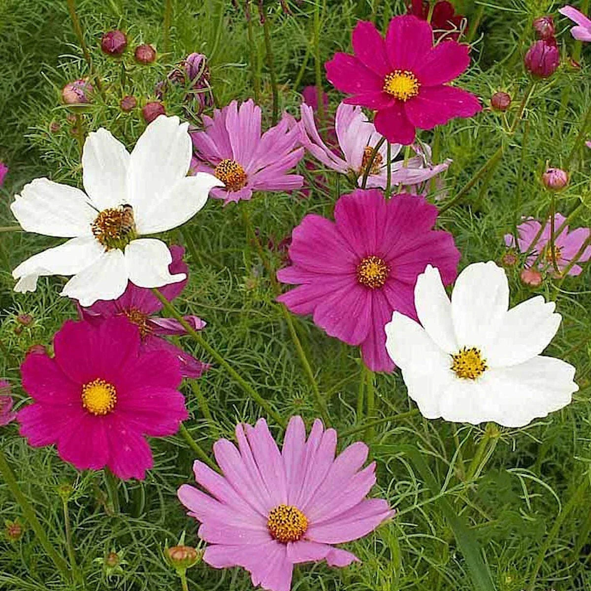 Sensations Tall Mixed Cosmos Wildflower Seeds - 1/4 lb Mylar Pack - Bright Color, Pollinator Attracting, Everwilde Farms