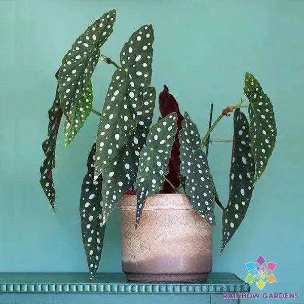 Wightii Begonia Seeds - 25+ Pack for Garden Planting - Begonia wightii - Perennial, Variegated Foliage, USA Grown