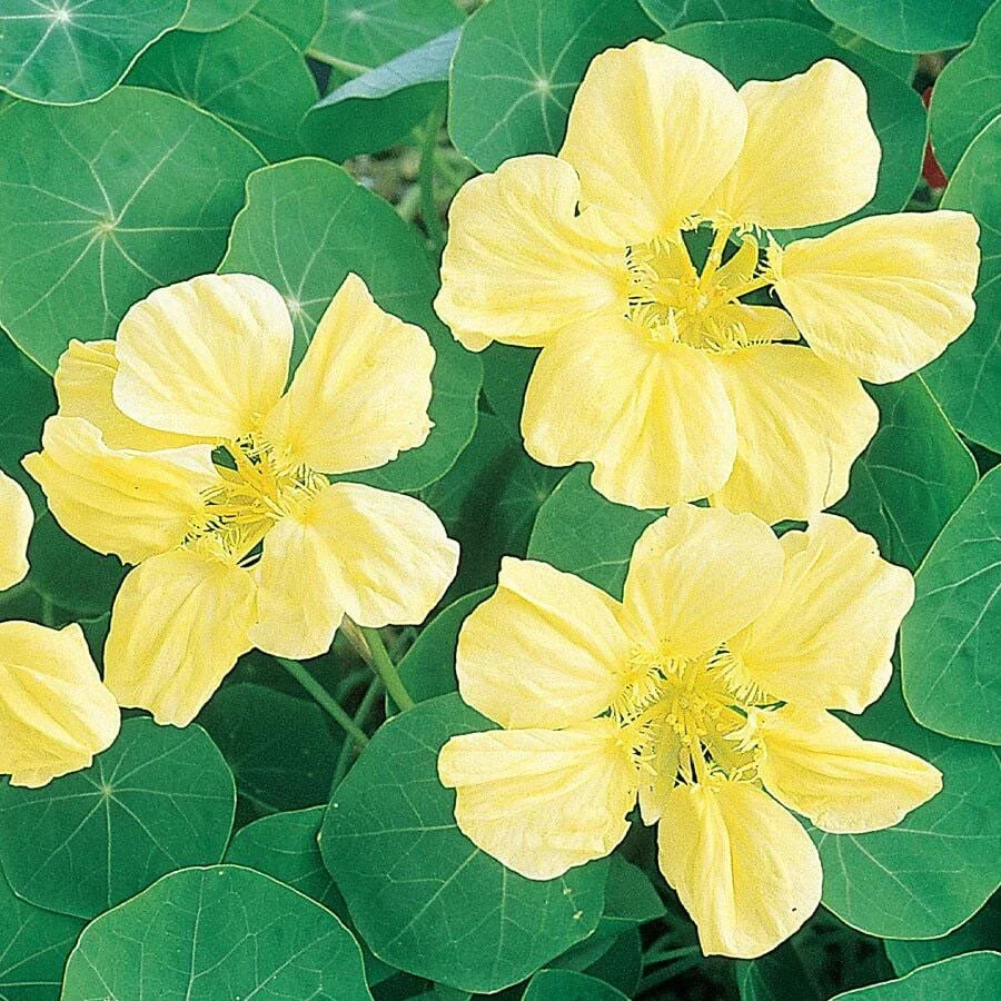 Moonlight Nasturtium Seeds | Creamy Yellow Flowers | Tropaeolum majus | Heirloom Non-GMO Garden Seeds