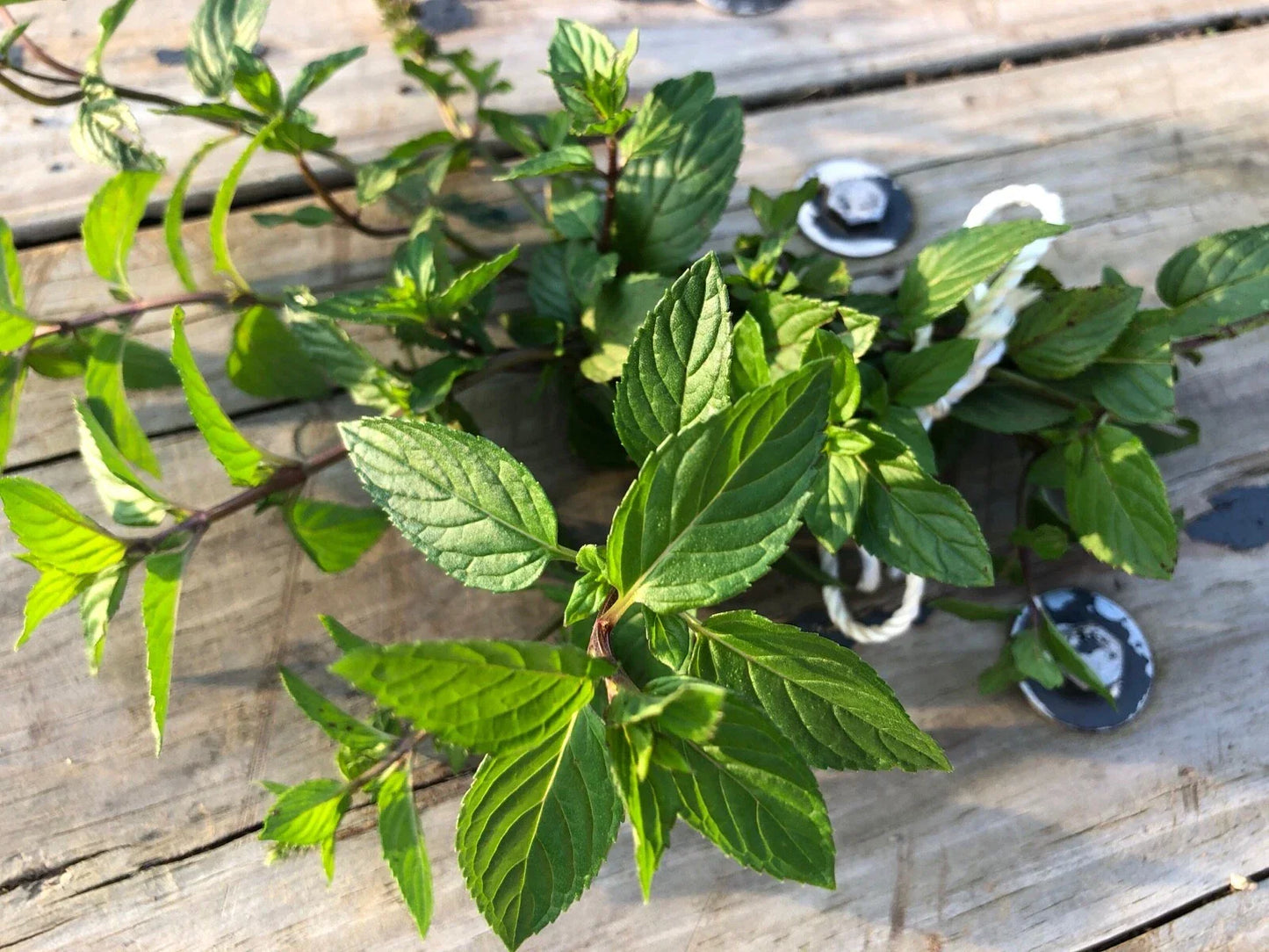 Organic Peppermint Rooted Cuttings Set of 5 – Mentha × piperita – Fresh, Ready-to-Plant Mint for Garden, Tea, and Remedies