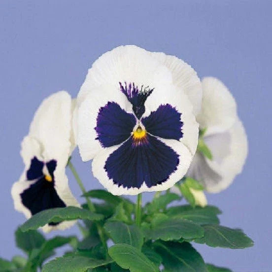 Pansy Seeds 50 Pack - Viola tricolor Majestic Blue & White Flower Seeds for Garden Beds, Borders & Containers