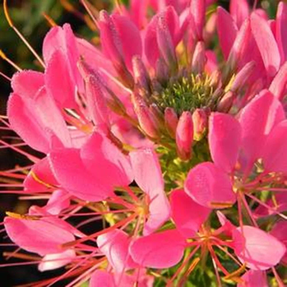 Flamingo Spider Plant Seeds - 100 Count Clome Spinosa Perennial Butterfly Attractor Seeds for Garden Beds & Containers