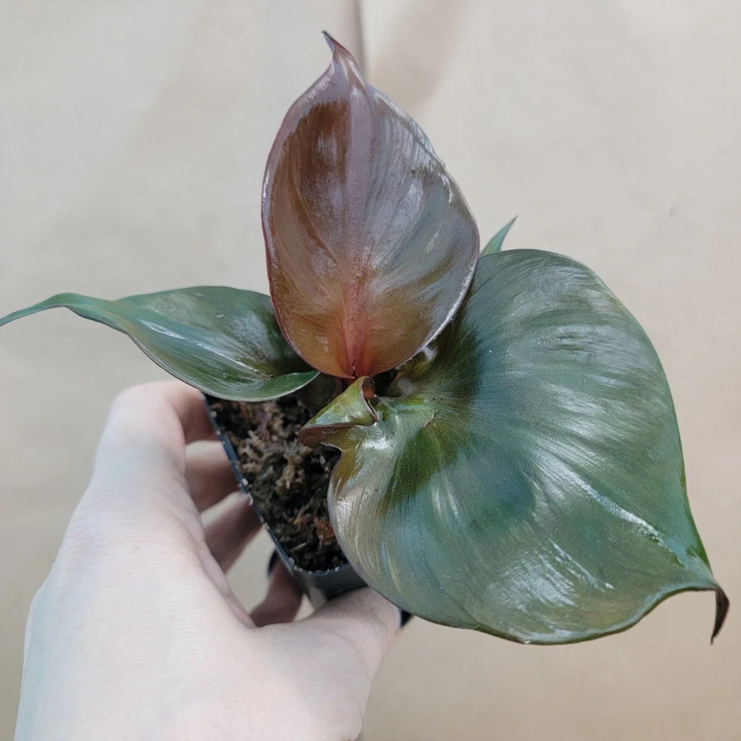 Rare Philodendron Red Heart - Live Tropical Houseplant in 3-Inch Pot - Philodendron erubescens - Heart-Shaped Deep Red Foliage
