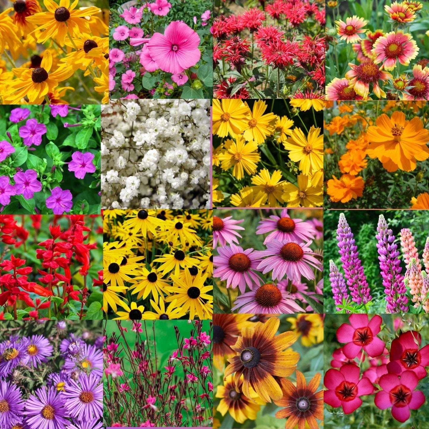 Bulk Wildflower Seed Mix 1/2 LB for Southeastern US, Native Wildflowers, Pollinator Attracting, Garden & Landscape, Non-GMO