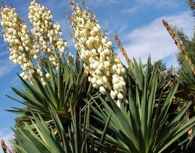 Yucca Bare Root Plant 15-20 Inches Tall, Yucca filamentosa, Indoor & Outdoor Drought-Tolerant Garden Plant