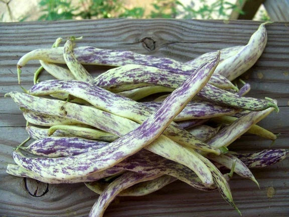 Dragon's Tongue Beans Seeds - Heirloom Wax Bush Variety with Large Cream Purple Pods, Non-GMO, Phaseolus vulgaris