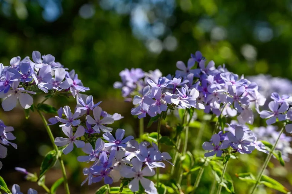 Chattahoochee Phlox Seeds - 100+ Pack, Perennial Garden Planting, Vibrant Color, Attracts Pollinators, Phlox paniculata