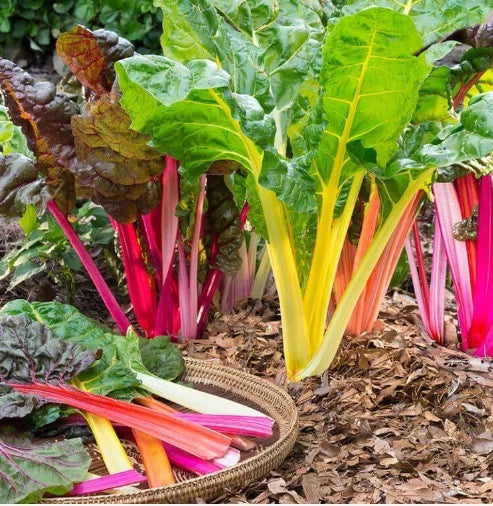 Rainbow Swiss Chard Seeds - 200 Organic Non-GMO Open Pollinated Beta vulgaris for Colorful, Nutritious Leafy Greens