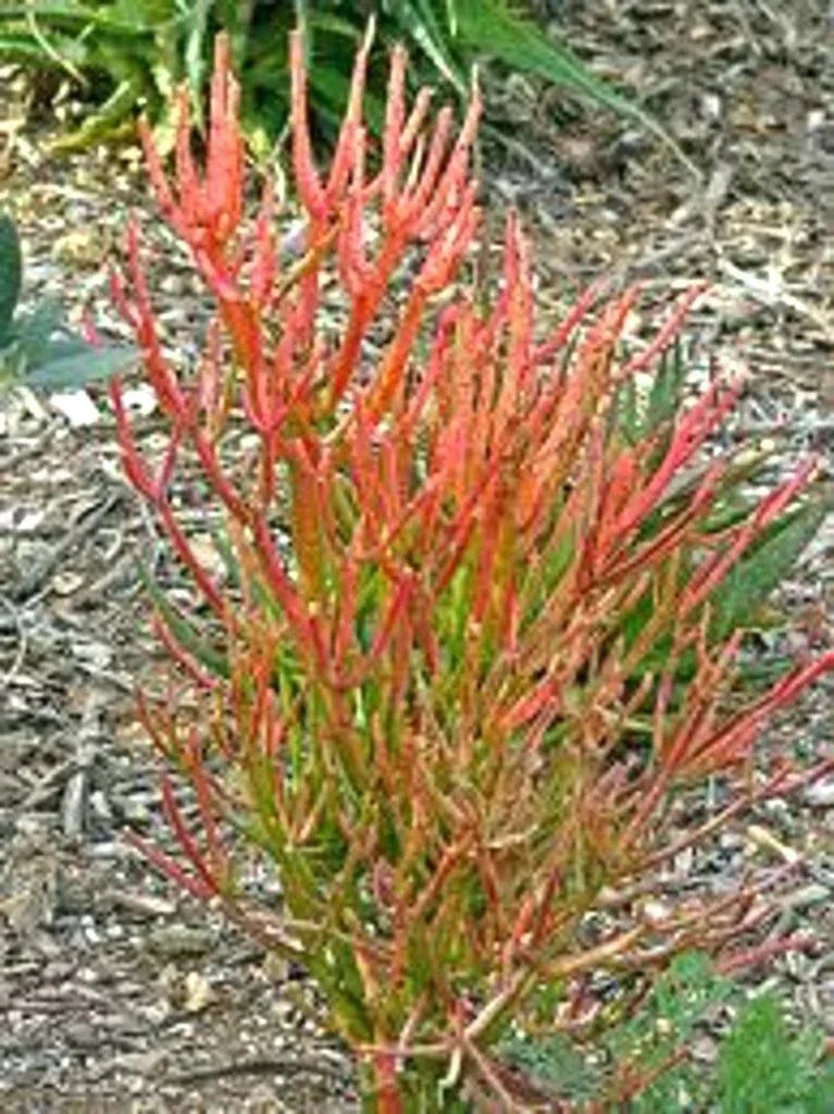 15 Firestick Pencil Thornless Succulent Cuttings Euphorbia Tirucalli Drought-Tolerant Indoor Plant