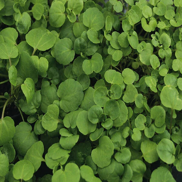 True Watercress Seeds | 1,000 Non-GMO Heirloom Nasturtium officinale for Culinary & Water Gardens