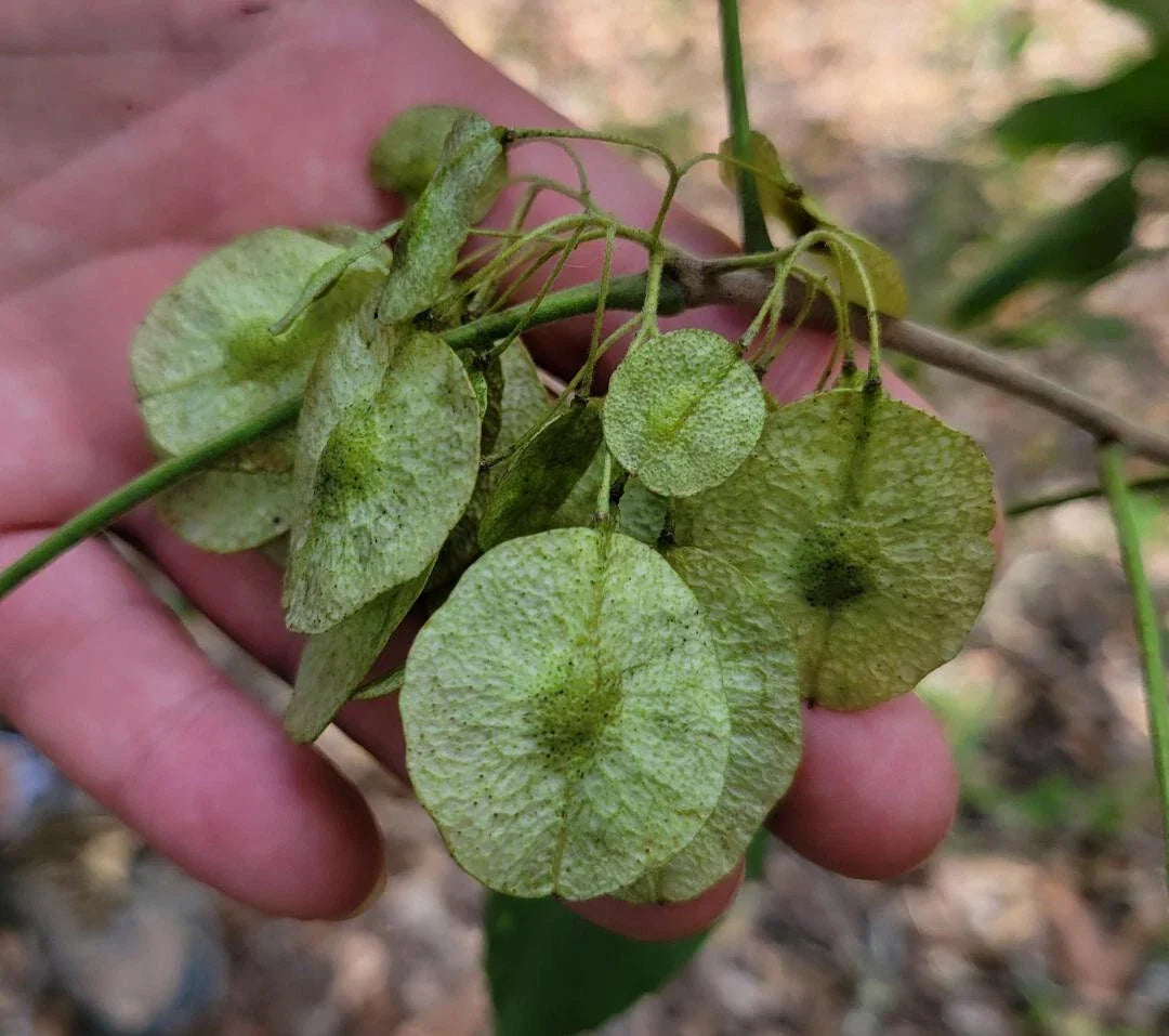 Common Hoptree Seeds 5 Pack | Ptelea trifoliata | Florida Native Wafer Ash Tree for Gardens & Landscaping