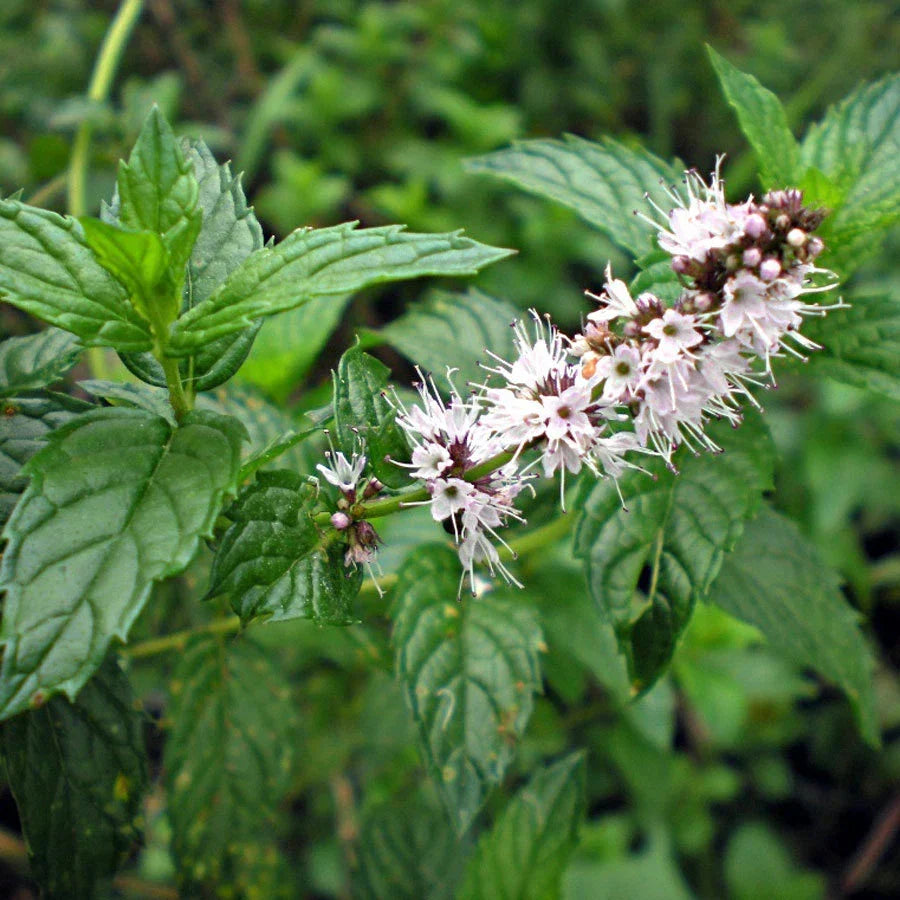 Spearmint Herb Seeds - Mentha spicata - Non-GMO Organic Gardening Seeds for Culinary & Tea Use