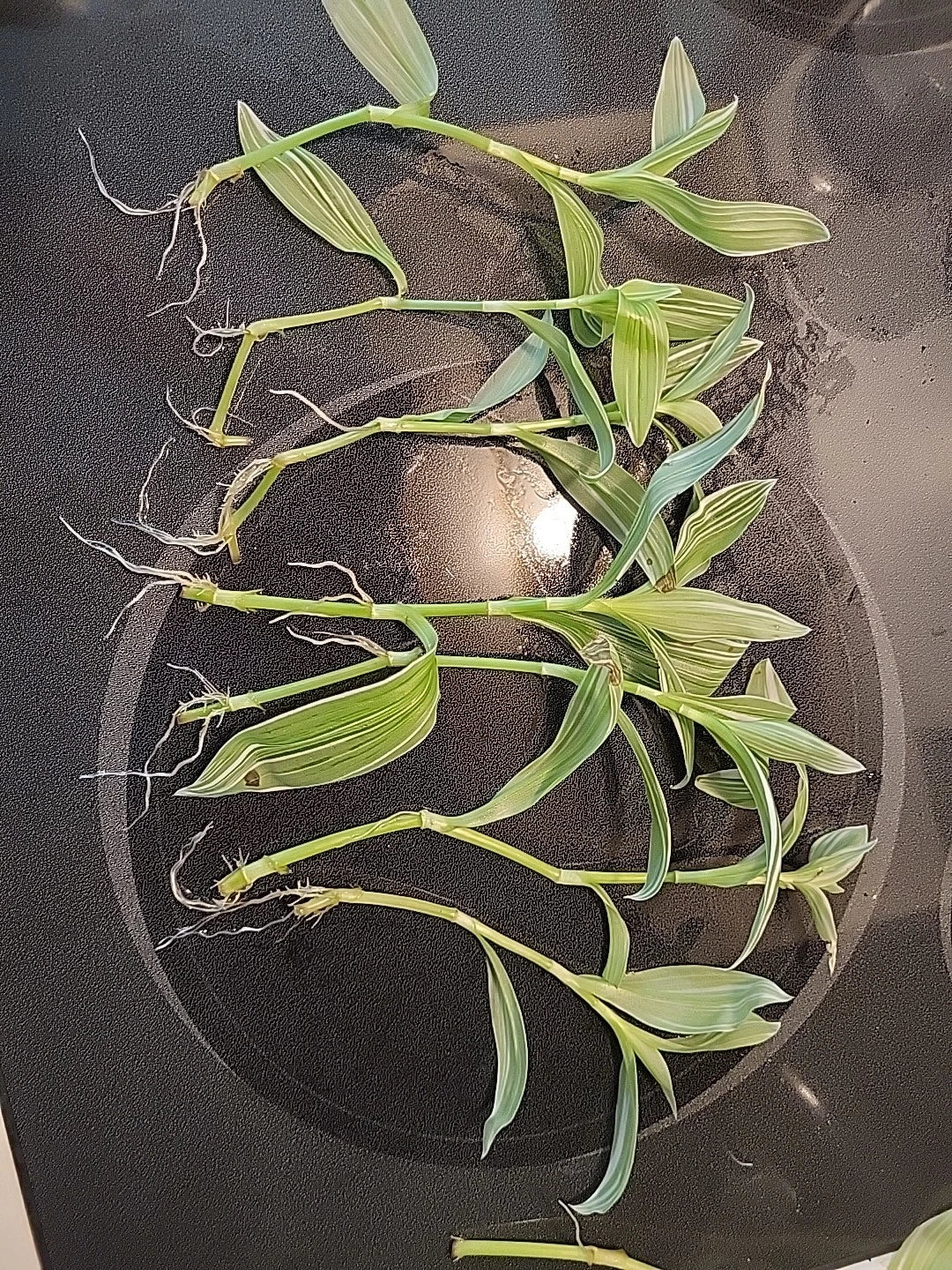 Tradescantia Albiflora Cuttings – 7 Pieces Wandering Jew Houseplants – Easy Care Indoor Plants for Beginners