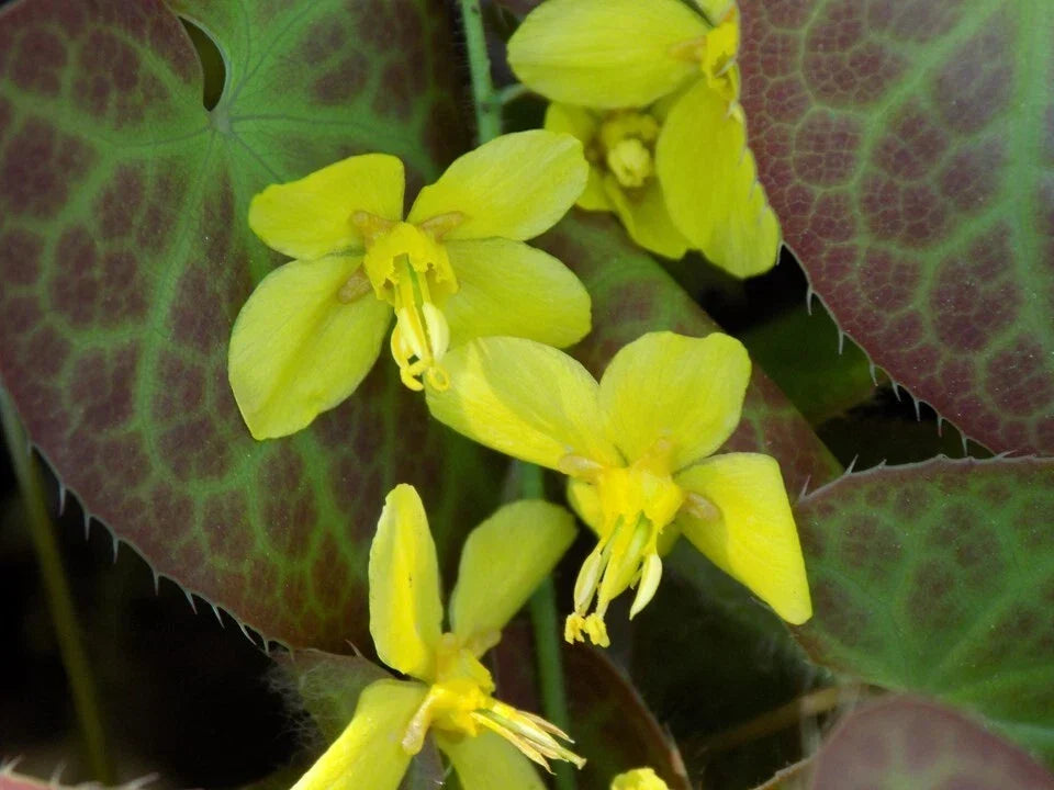 Epimedium Perralchicum 'Frohnleiten' Fairy Wings Shade Perennial Ground Cover Low Maintenance Flowers