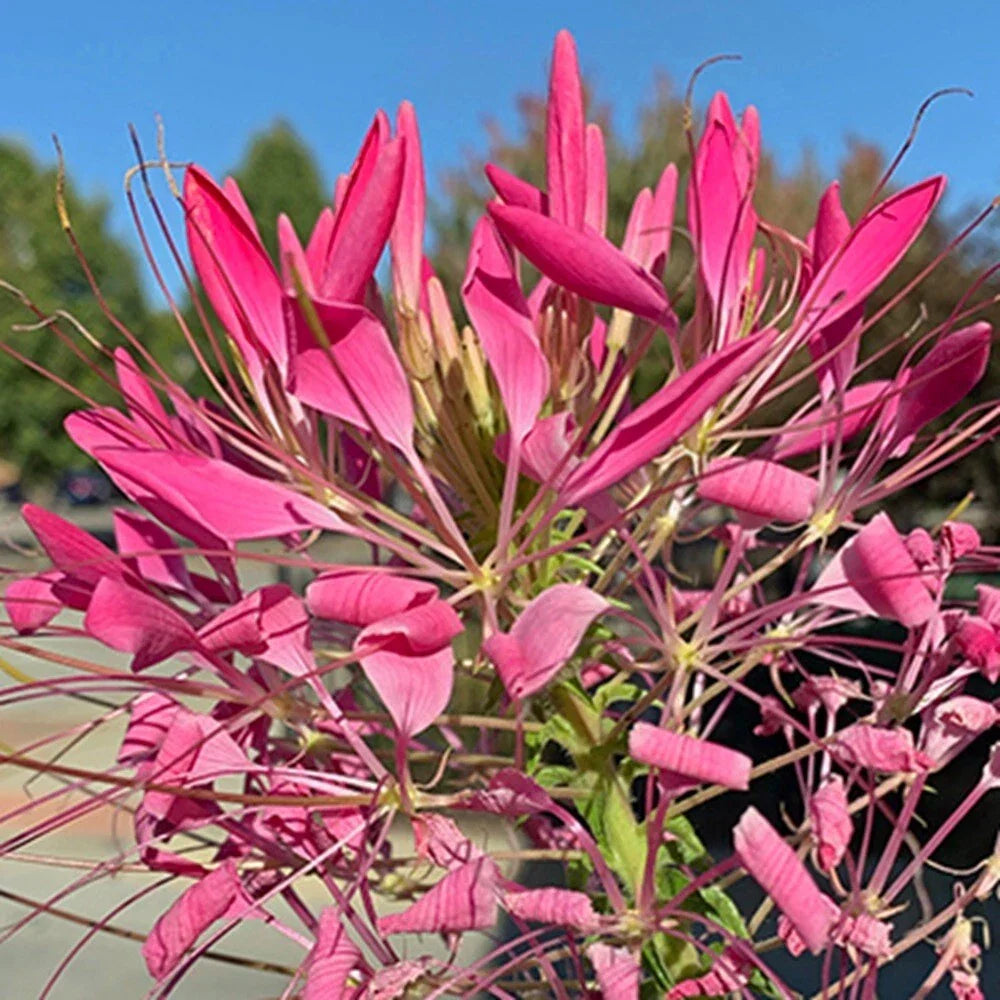 Cerise Spider Seeds 100 Pack Clome Spinosa Perennial Flower for Bees & Butterflies, Garden Wildflower, US Seller