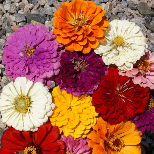 California Giants Zinnia Seeds - Large 5" Flowers in 7 Colors - Zinnia elegans Garden Seeds for Borders & Cut Flowers