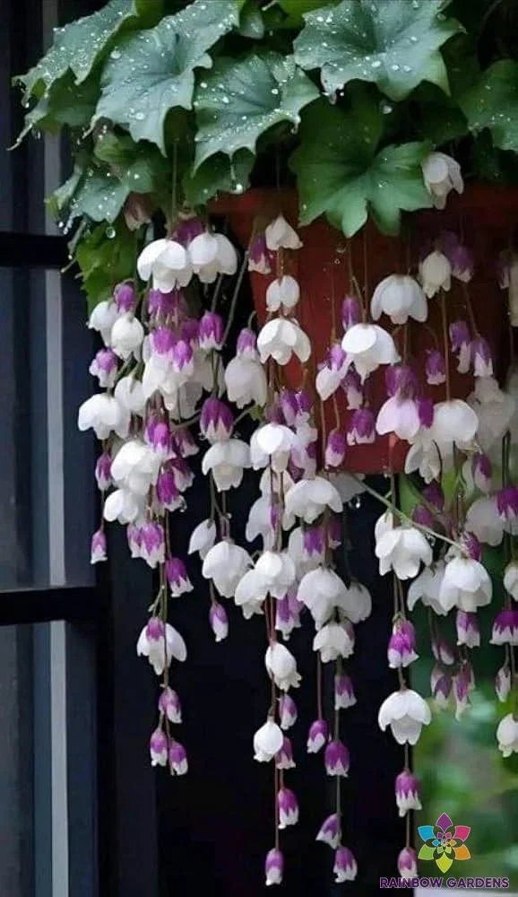 Weeping Begonia Seeds - Purple White Variety, Trailing, Begonia pendula, Garden, Container, Hanging Basket, Non-GMO, USA Grown