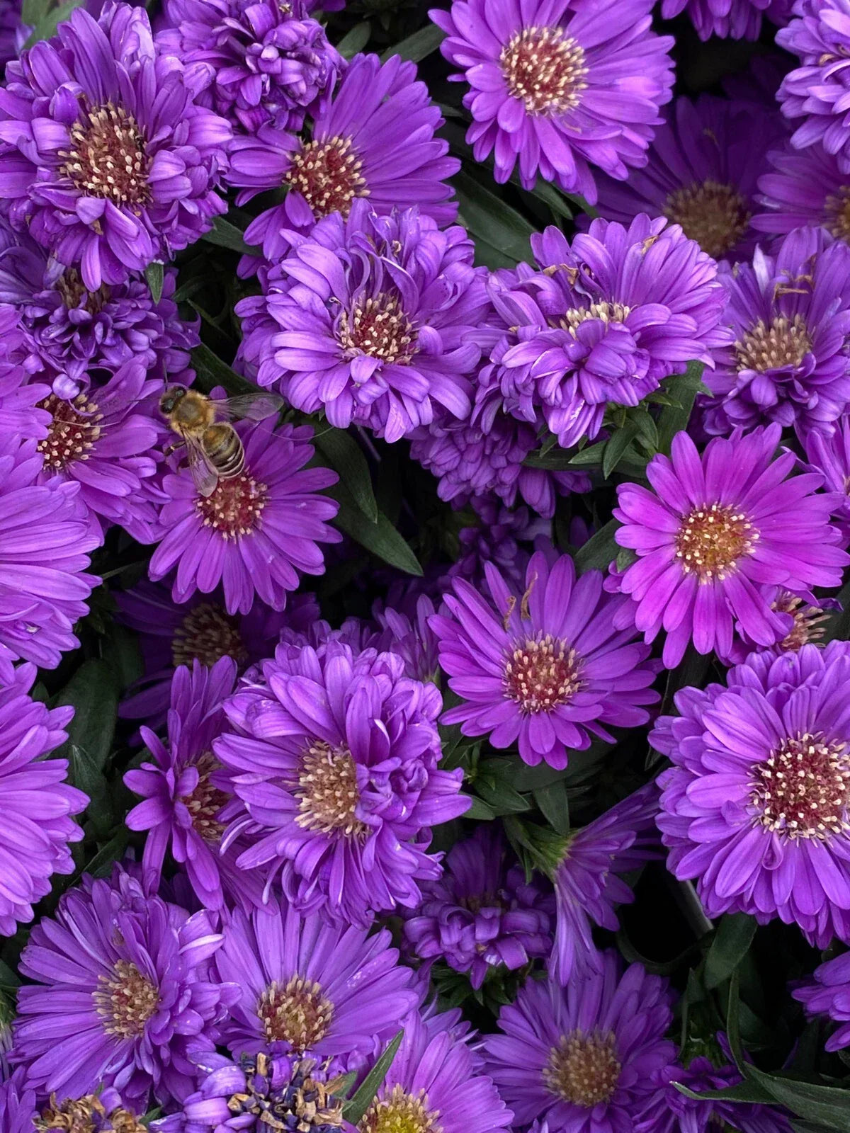 Purple Gem Marigold Seeds - Tagetes patula, 25+ Pack for Garden, Flower Bed, Container, Non-GMO, USA Grown