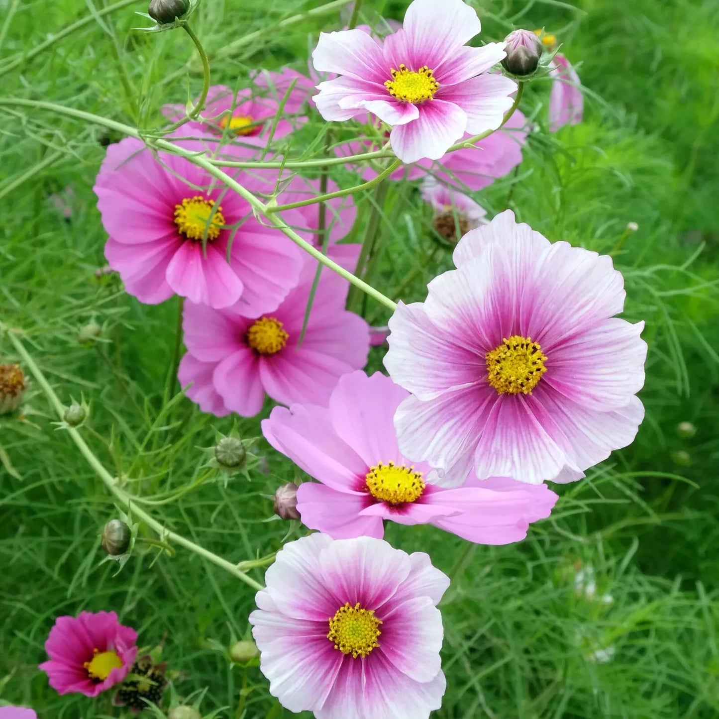 Daydream Cosmos Seeds - 200+ Pack, Colorful Annual Flower, Cosmos bipinnatus, Garden Planting, Butterfly Attracting, USA