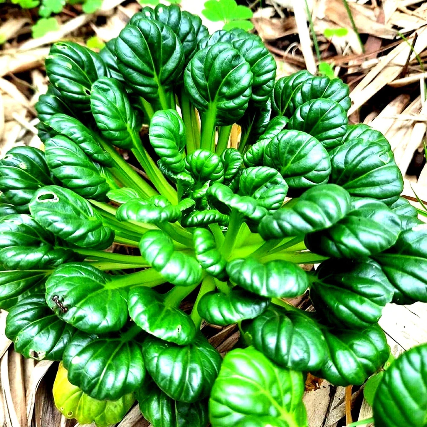 Tatsoi Seeds 300+ Non-GMO Asian Green Mustard Brassica rapa subsp. nipposinica for Home Gardening