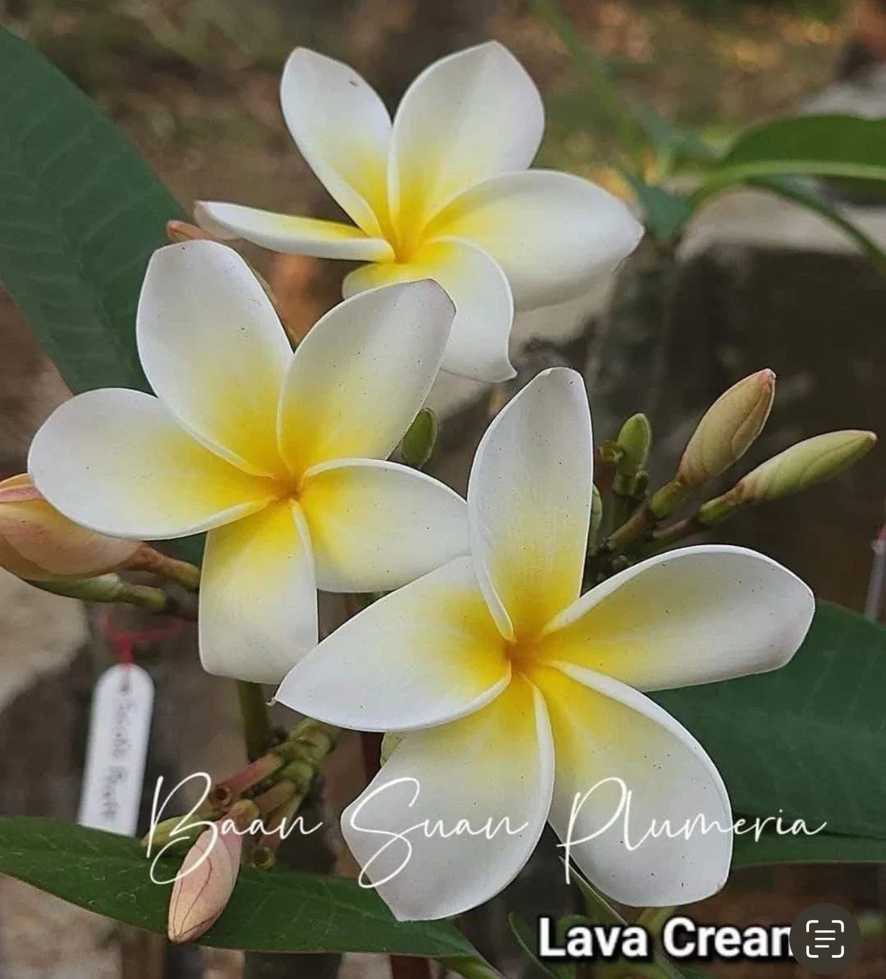 Rooted Plumeria Cutting 2ft - Yellow and White Flowers - Plumeria rubra Tropical Garden Plant