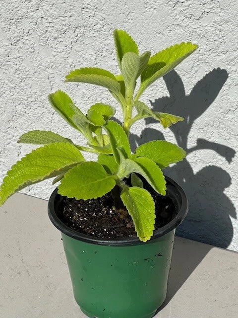 Cuban Oregano Plant 5+ Inch in 4" Pot – Mexican Mint, Indian Borage, Spanish Thyme – Plectranthus amboinicus Herb