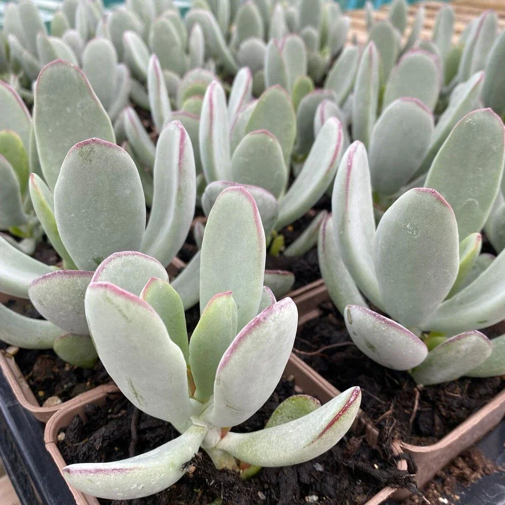 Cotyledon 'Silver Peak' Succulent Bare Root 4-Inch Rare Drought-Tolerant Indoor Plant, Silver Foliage, Easy Care