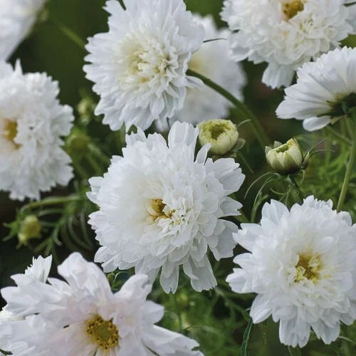 Double Click Snow Puff Cosmos Seeds - 200+ Non-GMO Flower Seeds for Borders & Cut Flowers - Cosmos bipinnatus