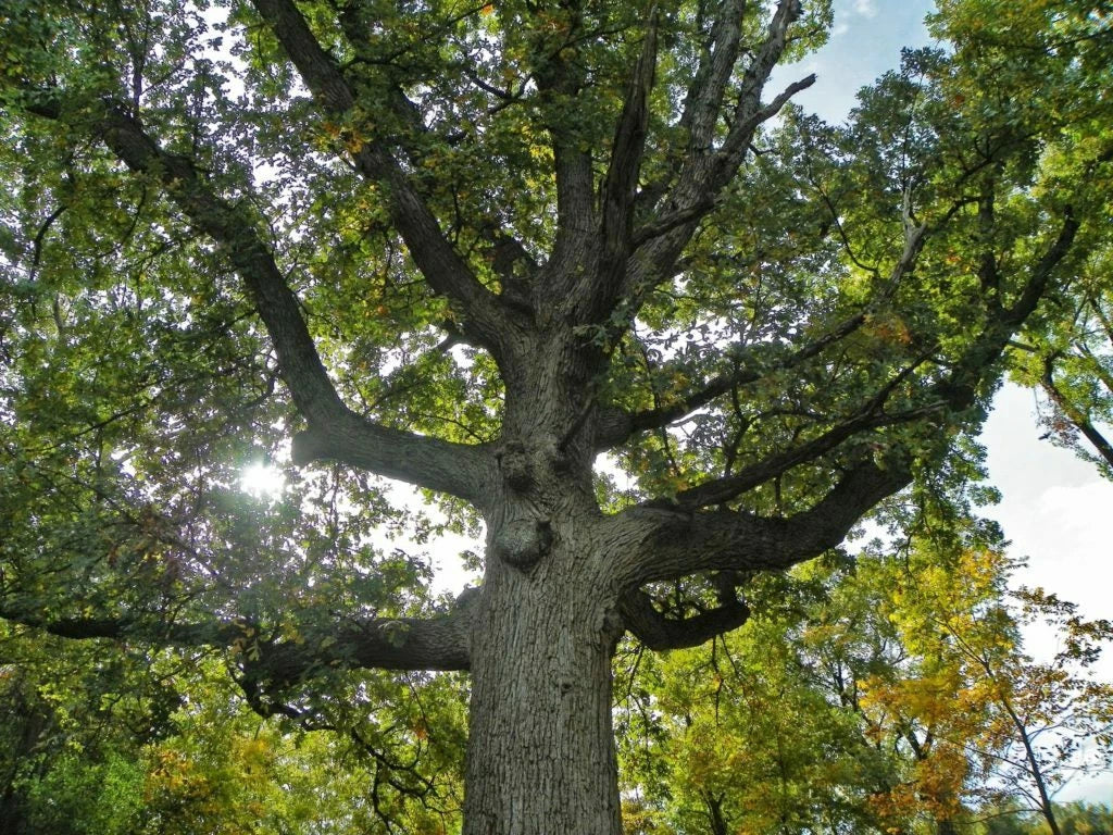 Bur Oak Tree 9-12 Inches in Container Quercus macrocarpa with Free Orange Tree, Deciduous Shade Tree for Landscaping