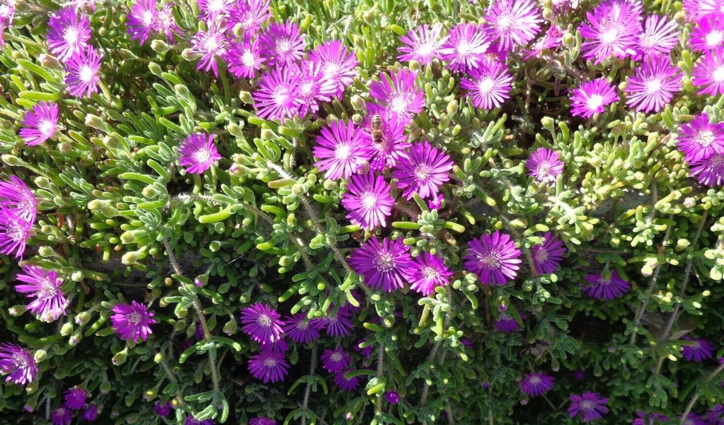 Creeping Ice Plant Cuttings 12 Pack Purple Pink Ground Cover Succulents Delosperma cooperi