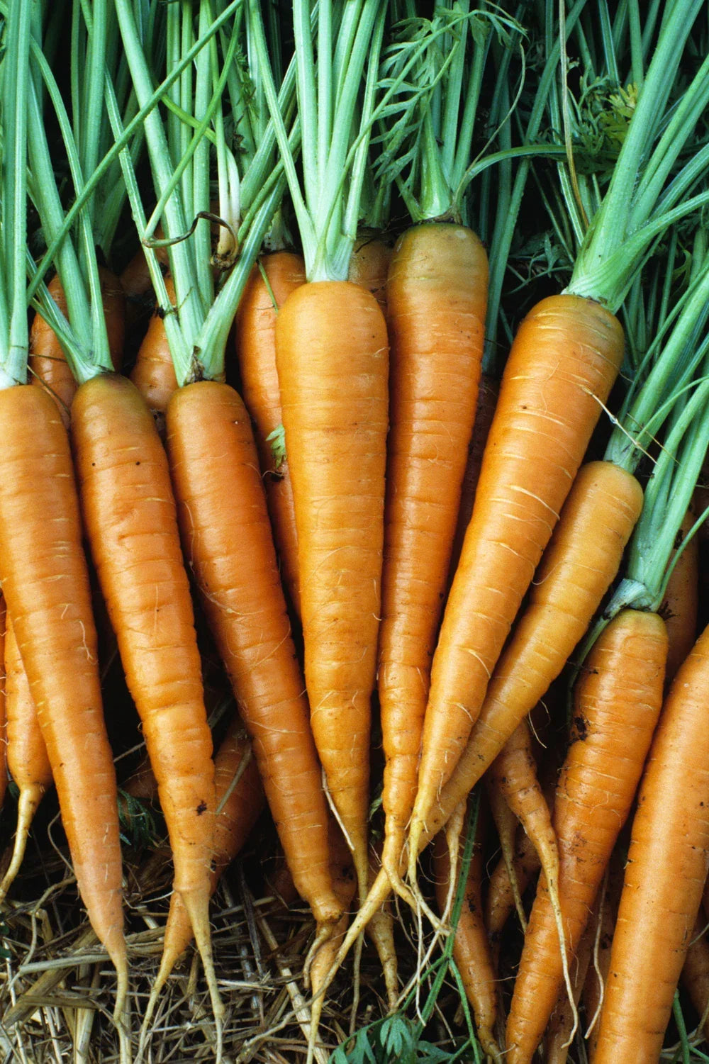 Danvers 126 Carrot Seeds - 200 Count Packet, Tender Sweet Variety, Daucus carota, Organic, Full Sun, Easy Grow