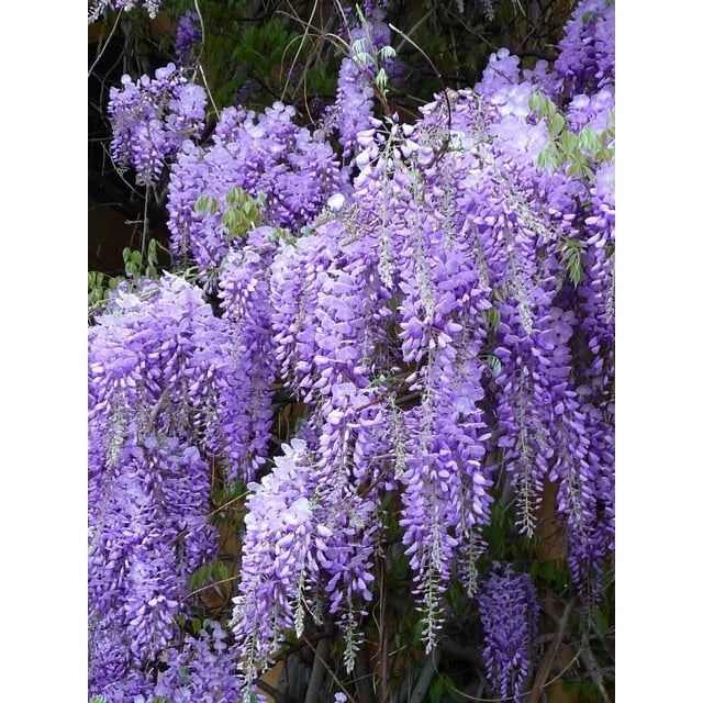 Wisteria Live Plants - 2 Rooted Vines - Purple Flowering Wisteria sinensis for Garden Trellises & Fences