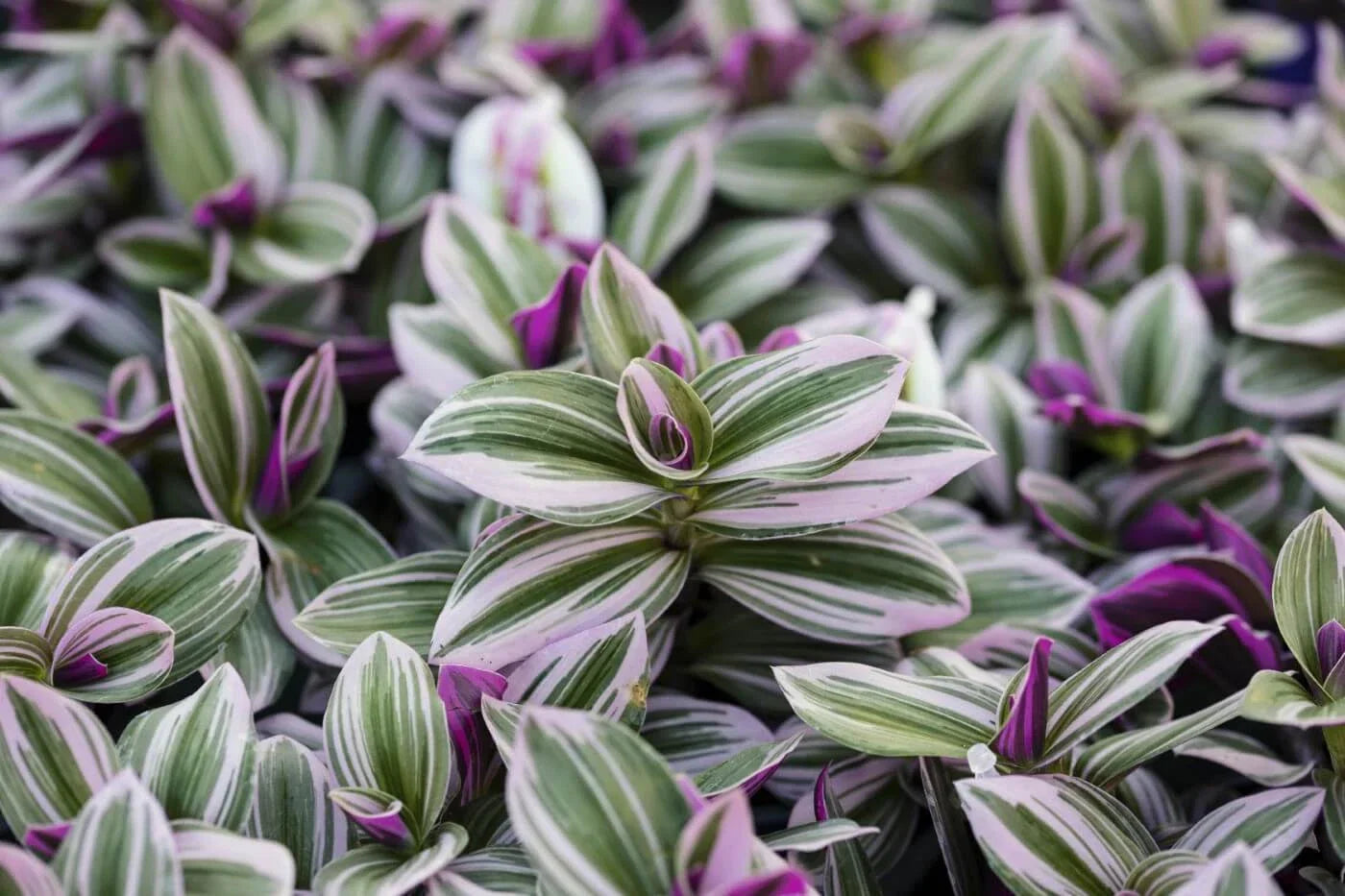 Pink Wandering Jew Cuttings 6" Tradescantia Nanouk Indoor Houseplant, Pink and Green Striped Leaves
