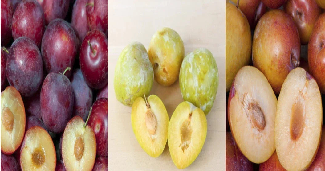 Emerald Grenade Sweet Pluot Triple Pack - 15 Grafting Scions - Pluerry Fruit Tree Cuttings - Juicy, Flavorful, Attractive Fruit Tree Varieties