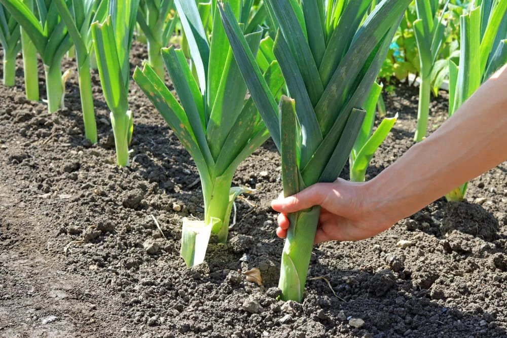 Leek Seeds - 50+ Fresh Garden Seeds for Salads & Garnish, Allium ampeloprasum, Easy to Grow & Maintain