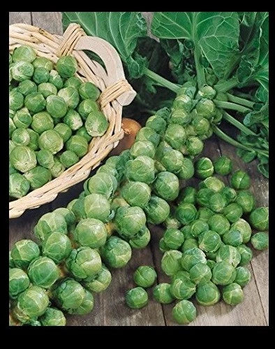 Brussels Sprouts Seeds 300 Count | Cold Hardy Brassica oleracea var. gemmifera for Home Gardening