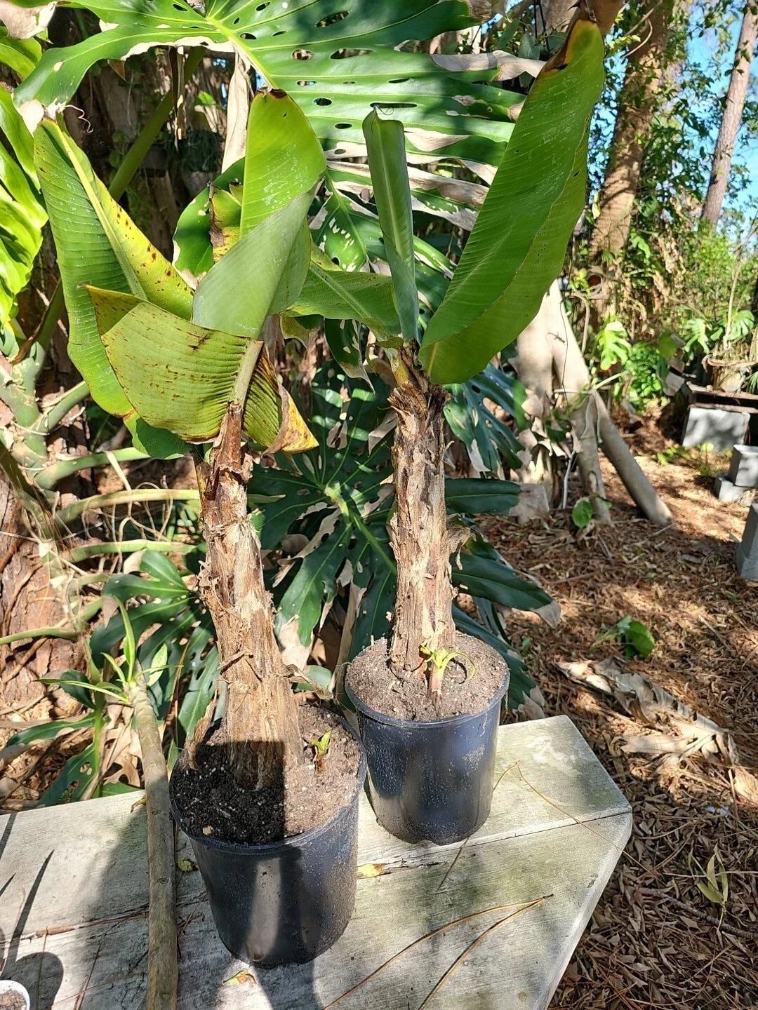 Dwarf Cavendish Banana Tree Starter Plant 2.5 Ft with Pup - Musa acuminata - Indoor/Outdoor Tropical Garden Plant