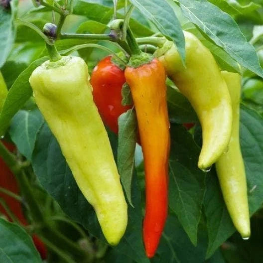 Sweet Banana Pepper Seeds, Non-GMO, Capsicum annuum, Yellow to Orange, Pack of 25