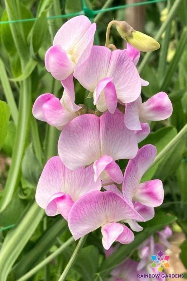 Pink Pearl Perennial Sweet Pea Seeds | Lathyrus latifolius Climbing Vine | Pink Flowers for Garden, Pollinator Attractant, Hardy Flowering Plant