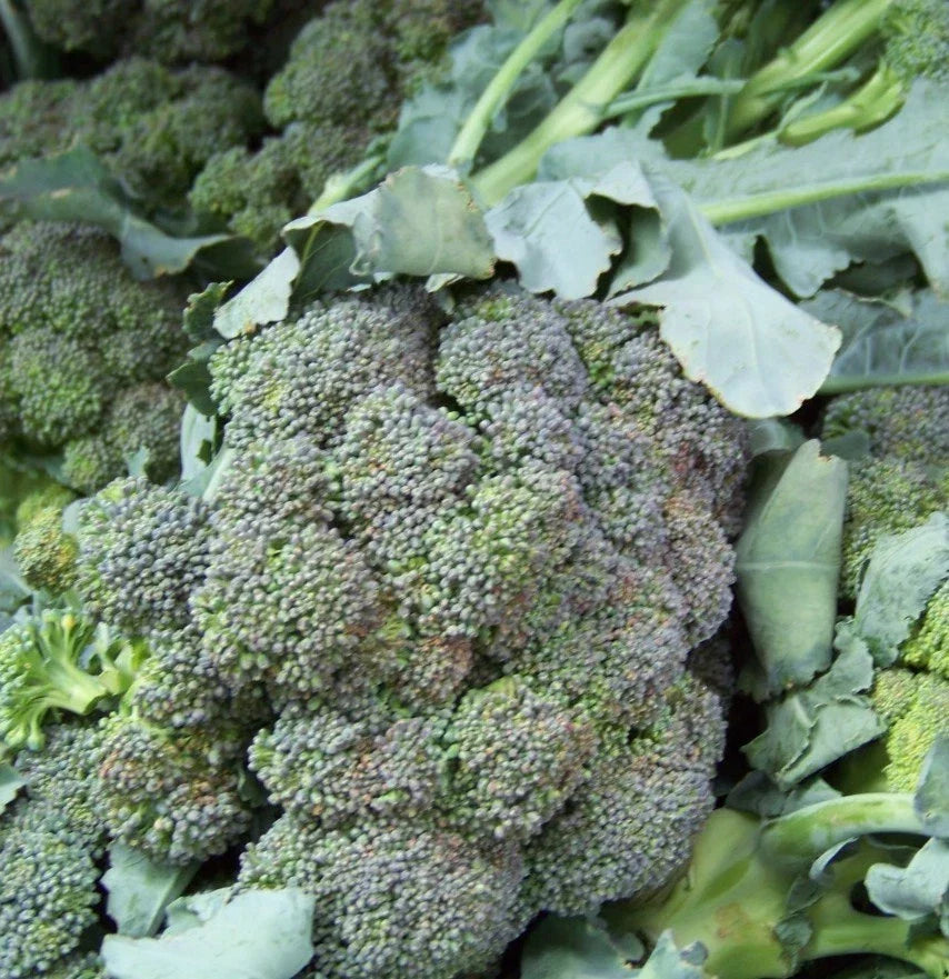 Broccoli Seeds - 180 Count Waltham Variety Brassica oleracea Vegetable for Home Gardens and Farming