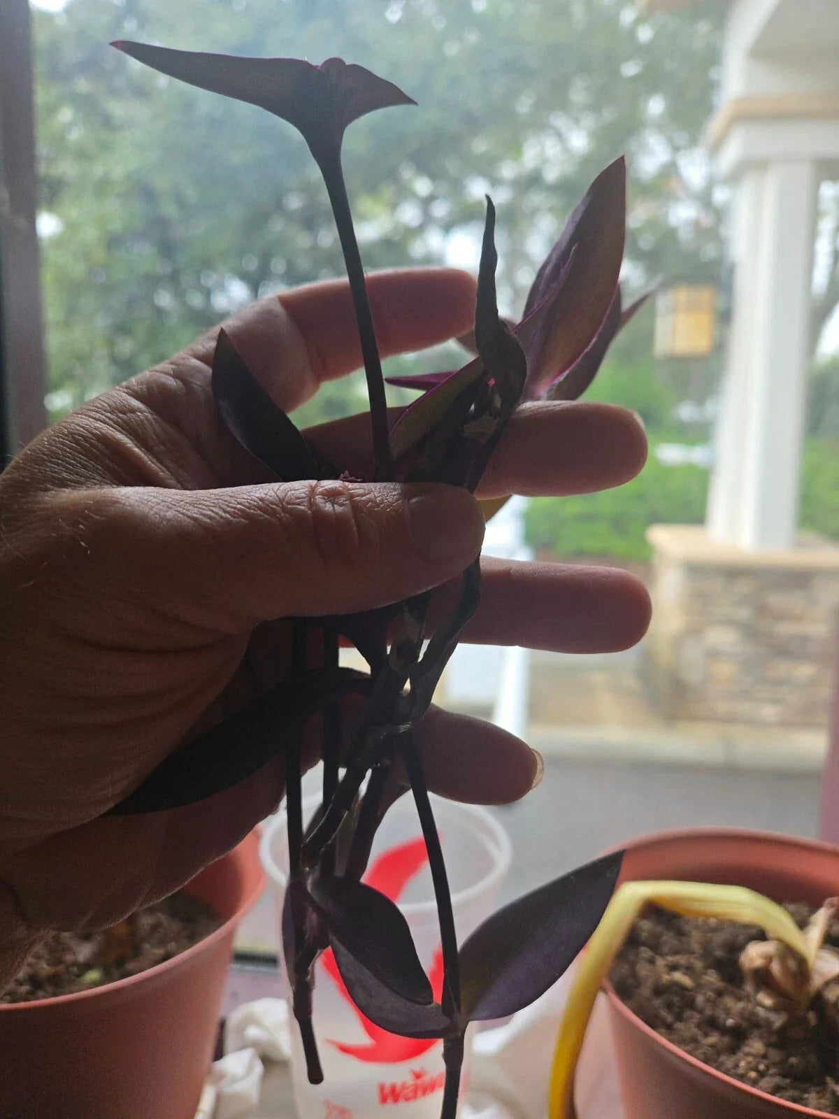 Purple Heart Wandering Jew Cuttings – 5+ Live Tradescantia Pallida Purpurea Plant Propagation Cuttings