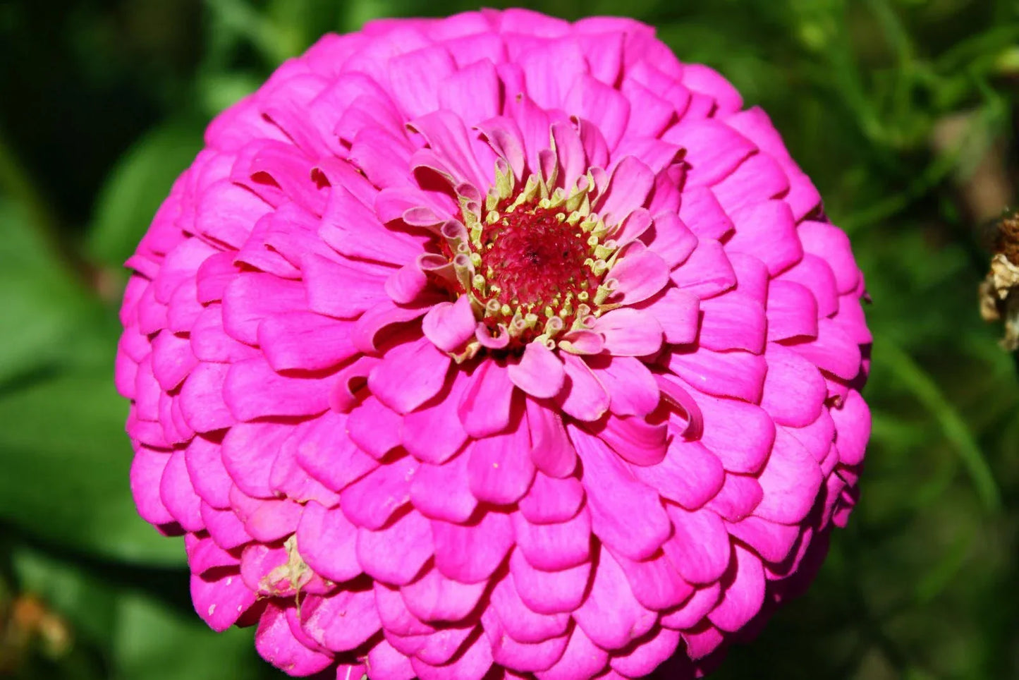 Zinnia Seeds Pink Fully Double Flower 60 Seeds Zinnia elegans Garden Flower for Borders & Containers