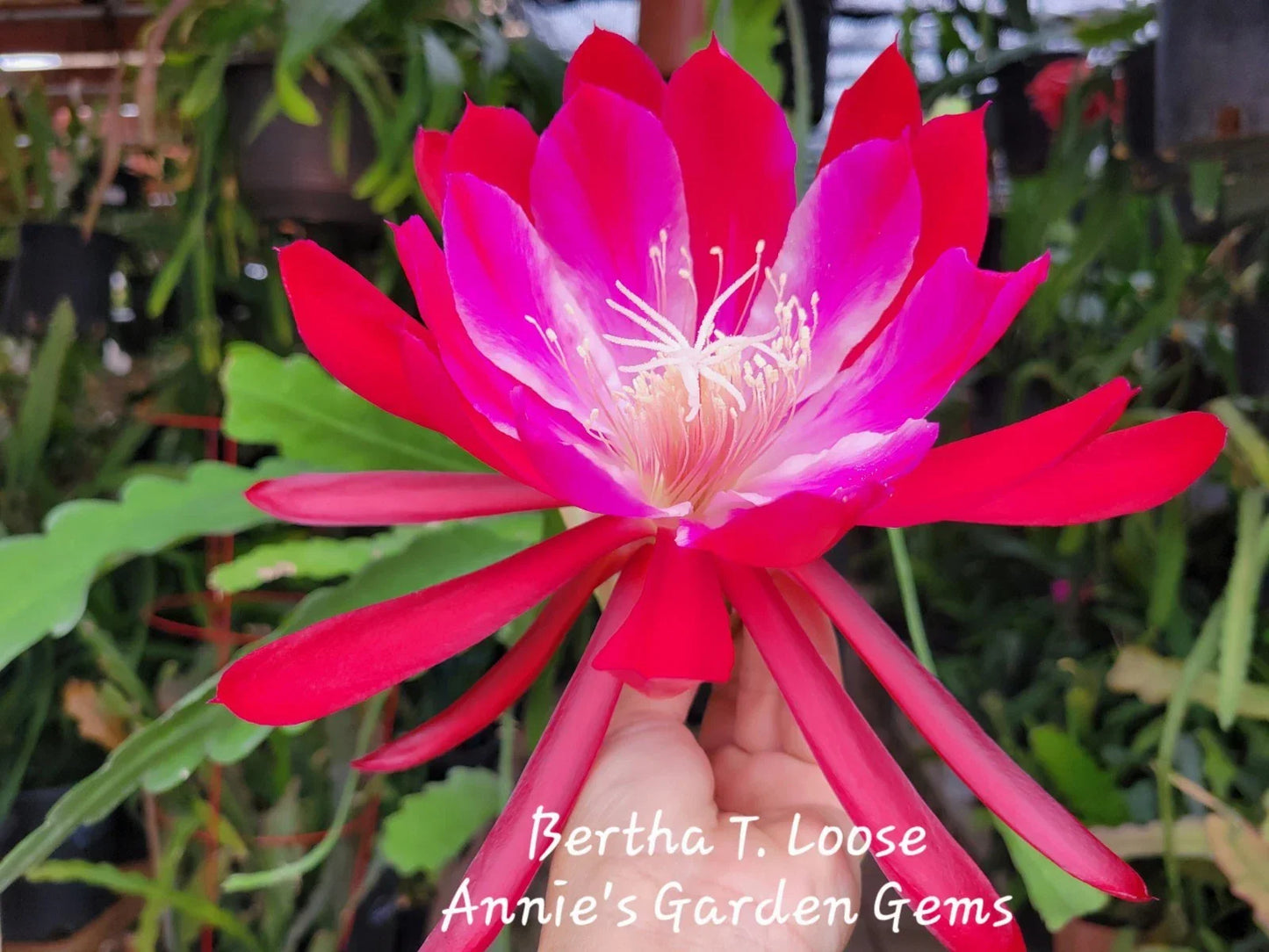 Epiphyllum Cuttings 8-10 Inches Long - Bertha T. Tropical Cactus Propagation Unrooted Epiphyllum spp.