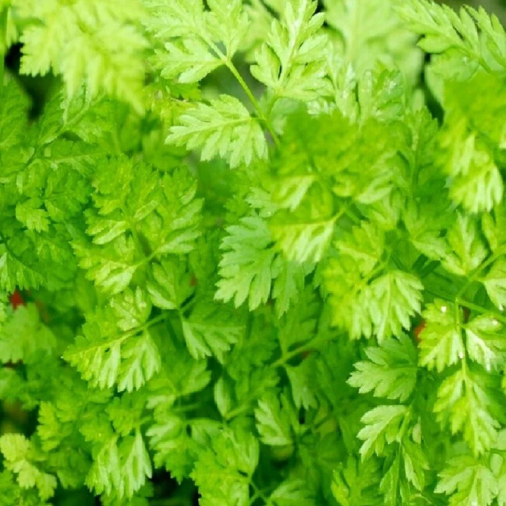 Curled Chervil Seeds | Heirloom NON-GMO | Anthriscus cerefolium | Fresh Culinary Herb Seeds for Garden & Container Planting