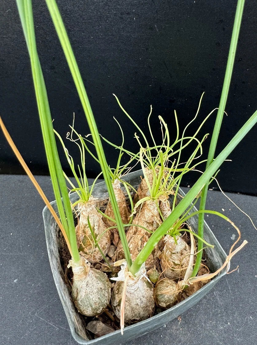 Albuca/Ornithogalum Cluster Succulent Plant - 2.5" Pot - Rare Rooted Indoor Decor - Unique Compact Plant