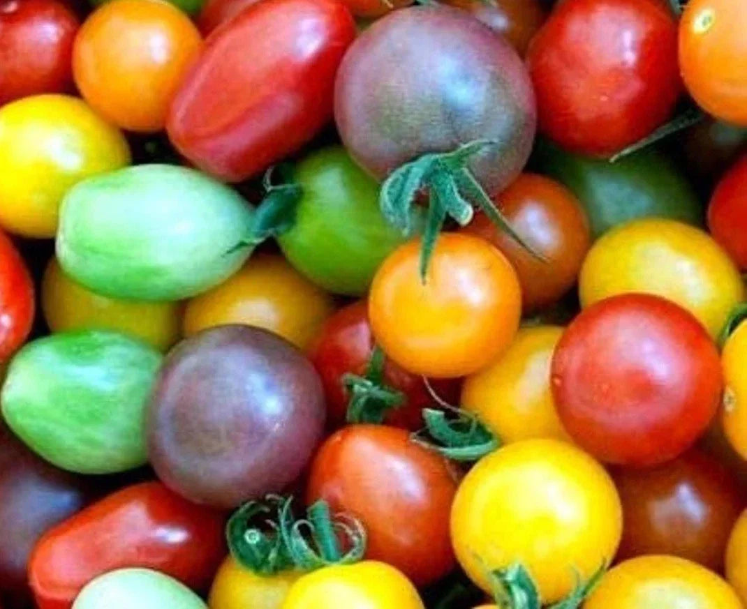 Rainbow Cherry Tomato Seeds - 120+ Organic Heirloom Non-GMO - Solanum lycopersicum - Ideal for Home Gardening